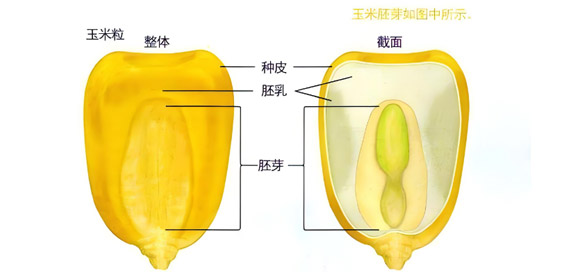 營(yíng)養(yǎng)多樣性